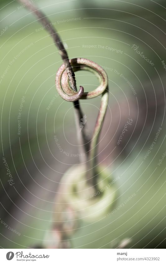 occupied | possessive cringle. You're all mine! Spiral staples Together Tendril Rotate Hold Authentic Abstract Plant Thin Elegant spirally Bow Force