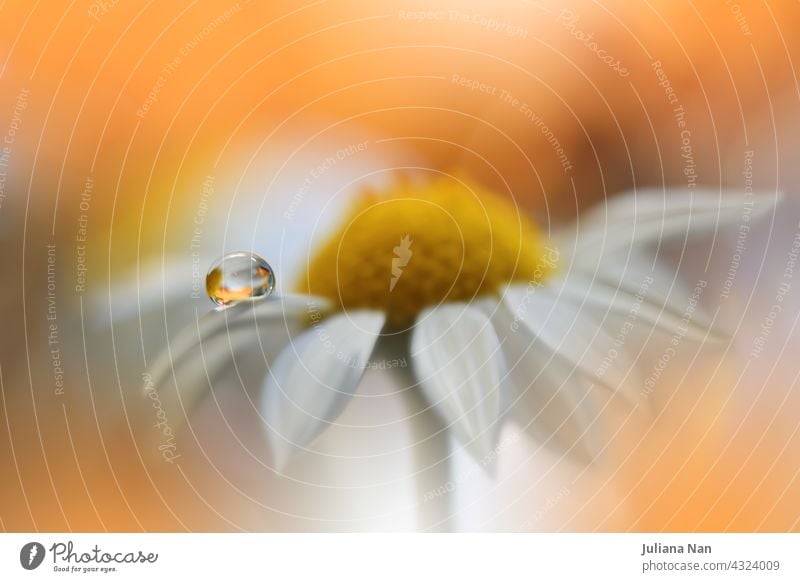 Beautiful macro shot of magic flowers.Border art design. Magic light.Extreme close up macro photography.Conceptual abstract image.Orange and White Background.Fantasy Art.Creative Wallpaper.Beautiful Nature Background.Amazing Spring Flowers.Water Drop.