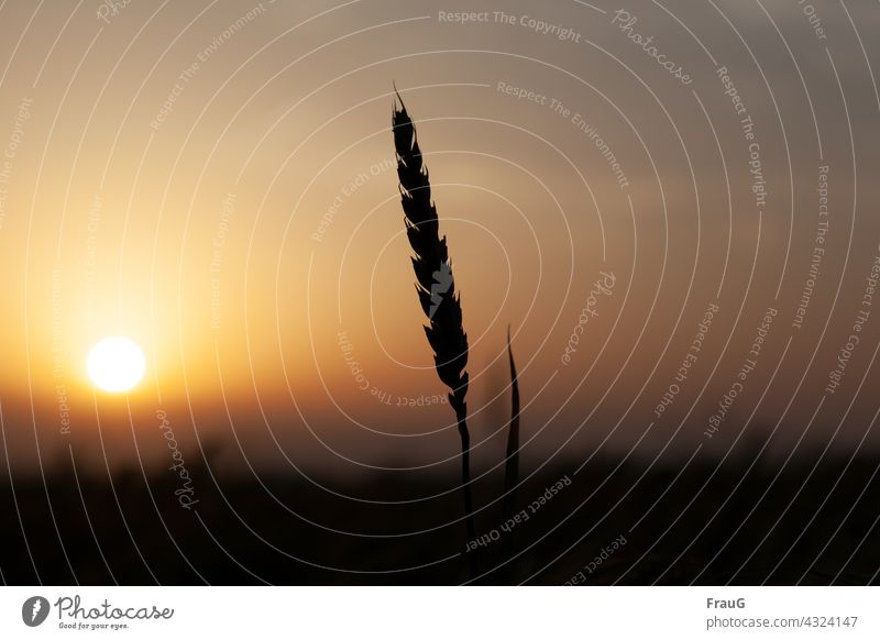 Beauty in the eye of the beholder | wheat stalk in the evening light Landscape Evening evening mood Evening sun Sunset Sunset sky Grain Wheat Blade of grass