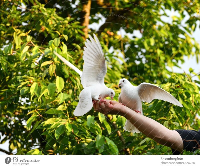 Two white pigeons eat their loving breeder directly from the hand Pigeon White Bird Flying Animal Pet Beak Grand piano Feed Foraging grains Feeding feeding tame