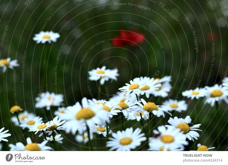 Bright white-yellow daisies have pushed themselves into the foreground, leaving little chance for the red poppy in the blurred somewhat dusky green background