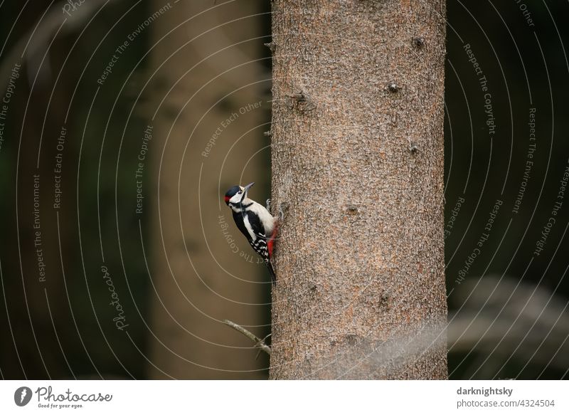 Great spotted woodpecker, male searching for food in the form of bark beetles on a spruce, Picidae Spotted woodpecker Forest SpruceTrunk natural Vicinity Bird