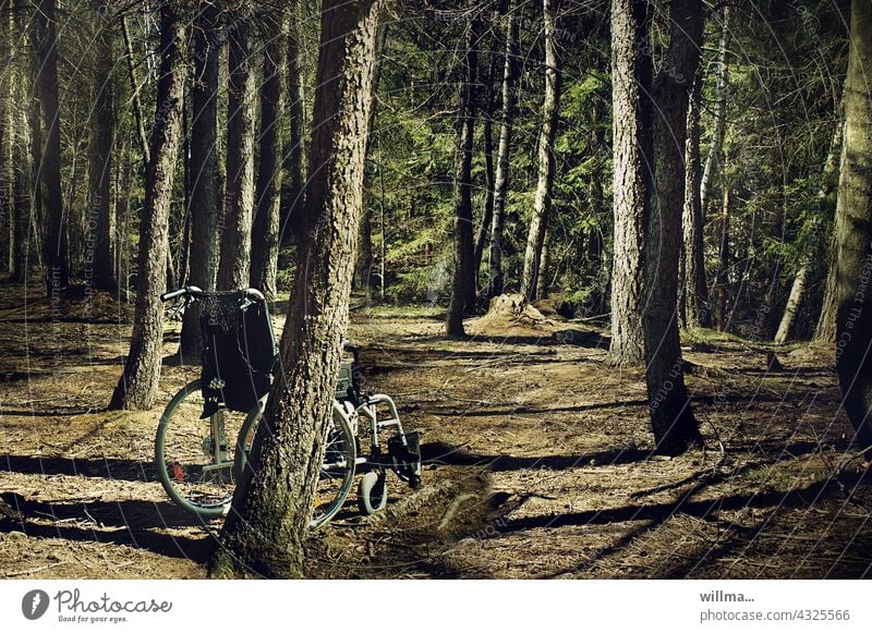 Mobility gaps Wheelchair Forest Spaces forsake sb./sth. Lonely Deserted Coniferous forest tree trunks