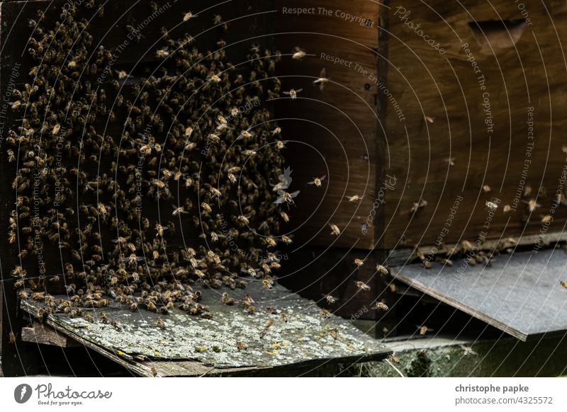 Bees fly at hive Beehive bees Insect Honey bee beekeeping Apiary Bee-keeper Farm Colony Nature naturally Food Bee-keeping Flying Agriculture