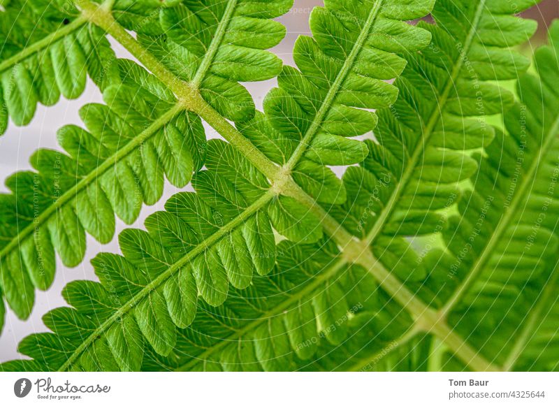Close up of a fern leaf Fern Leaf Close-up Macro (Extreme close-up) macro Plant Nature Colour photo Detail Green Shallow depth of field Foliage plant Spring