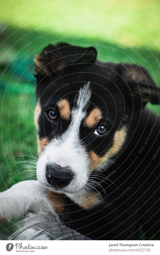 A tricolour (black, white and brown) border collie puppy playing in the backyard. dog australia puppies dogs pet pets animal animals Animal portrait Nature Day