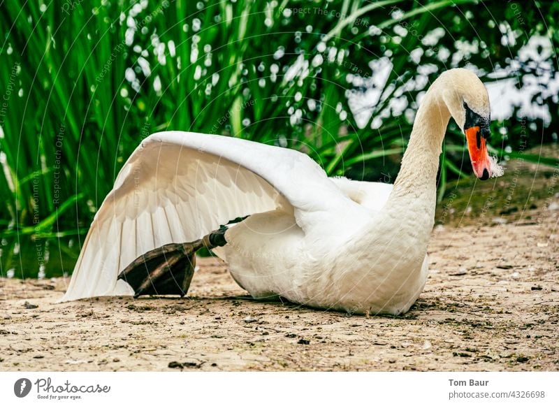 A swan stretching its wing while sitting in the sand in front of the green shore vegetation Swan Grand piano Stretching Legs Bird Feather Water Wild animal