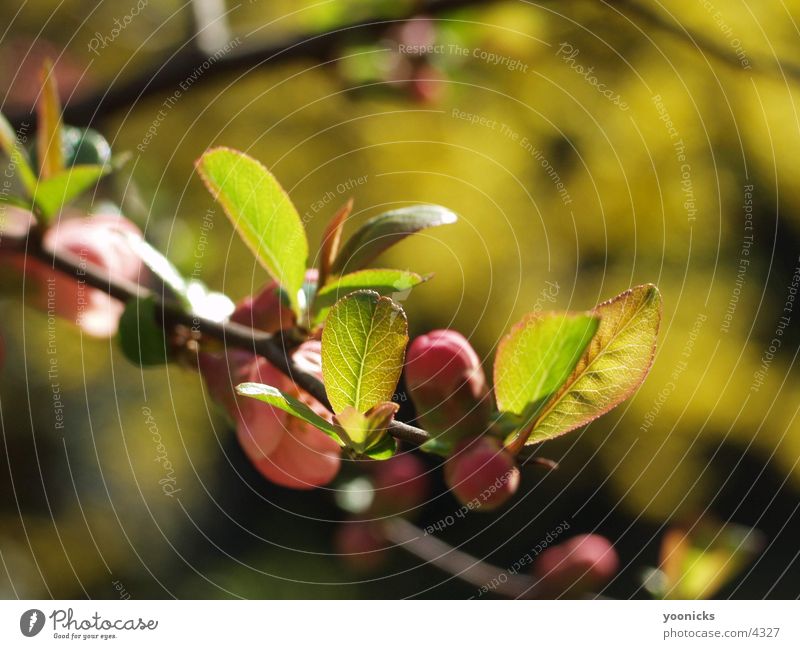 branch Tree Leaf Twig Nature Structures and shapes