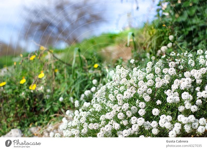Natural landscape with many white flowers and a few yellow ones. Flower Flowers and plants Landscape outdoors Nature Plant Garden Colour photo Exterior shot Day