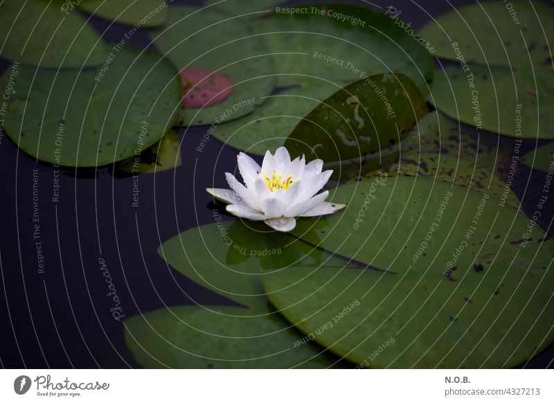 water lily Water Lily Water lily Blossom water lily blossom tranquillity Calm silent Loneliness Lonely on one's own by oneself Plant Nature Exterior shot Lake