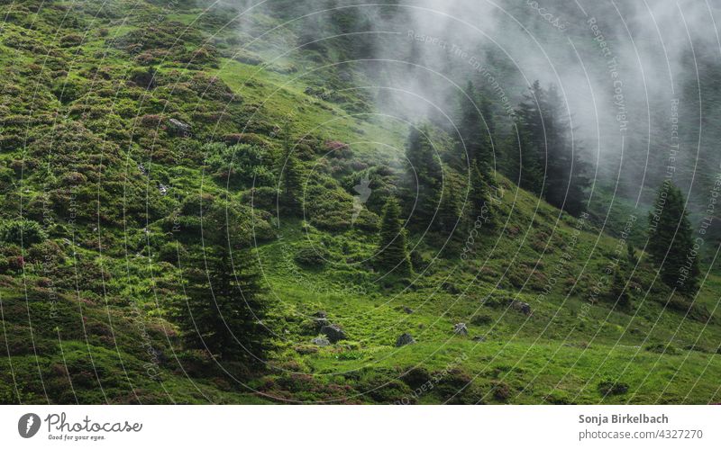 Landscape in the Zillertal Alps with rising fog, Tyrol, Austria in summer Zillertaler Alps Fog Alpine pasture mountains Hiking Vacation & Travel Mountain Nature