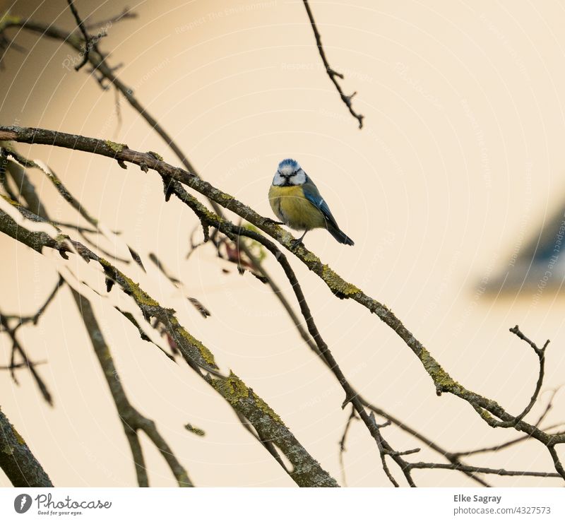 Blue Tit in Tree Bird Tit mouse Nature Environment Animal portrait Deserted Shallow depth of field Copy Space right