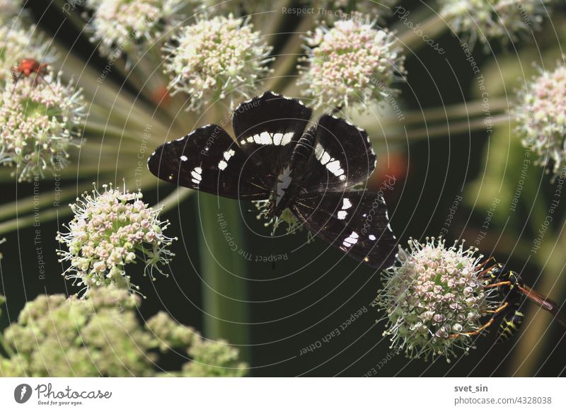 Araschnia levana, Map, Map Butterfly. Angelica sylvestris, Wild Angelica, Woodland Angelica. A black butterfly is sitting on a white flower of an umbrella plant. Butterfly flower close-up outdoors.