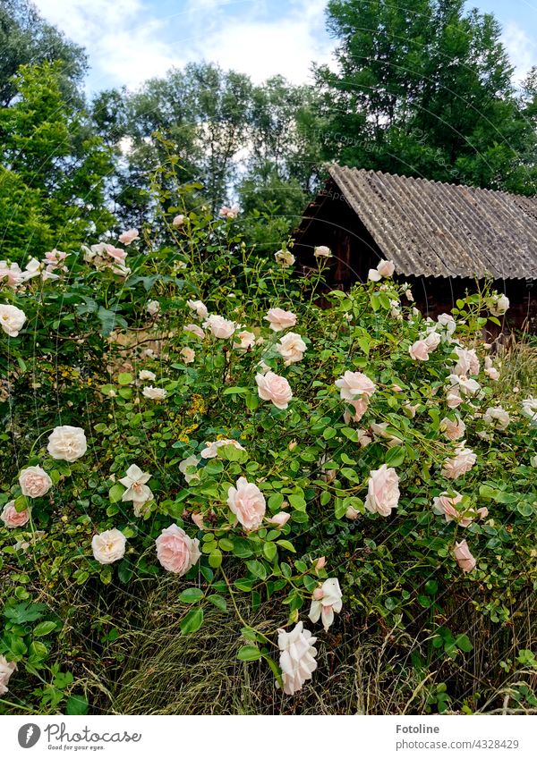 Snow White must have lived here once. The garden of this lost place was very overgrown with these wonderful roses. Flower Blossom Nature Summer Plant
