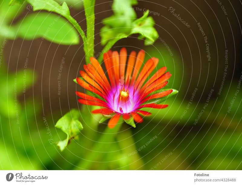 Gardening for Beginners I - A wonderful flower in my rock garden Flower Rock garden Plant Nature Exterior shot Colour photo Deserted Day Blossom Green