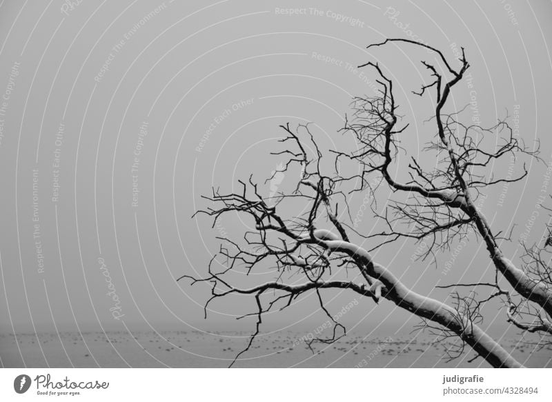 Snow covered bare branches of a tree by the lake on a gloomy winter day Tree Bleak bare tree Winter Lake Landscape Dreary Gray Gloomy Water Nature Fog