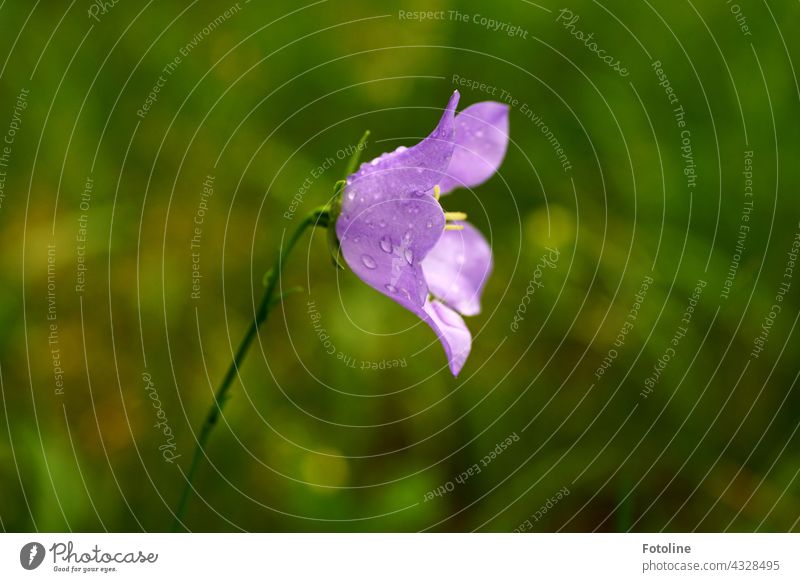 Gardening for Beginners IV - Bellflower after watering Flower Rock garden Plant Nature Exterior shot Colour photo Deserted Day Blossom Green