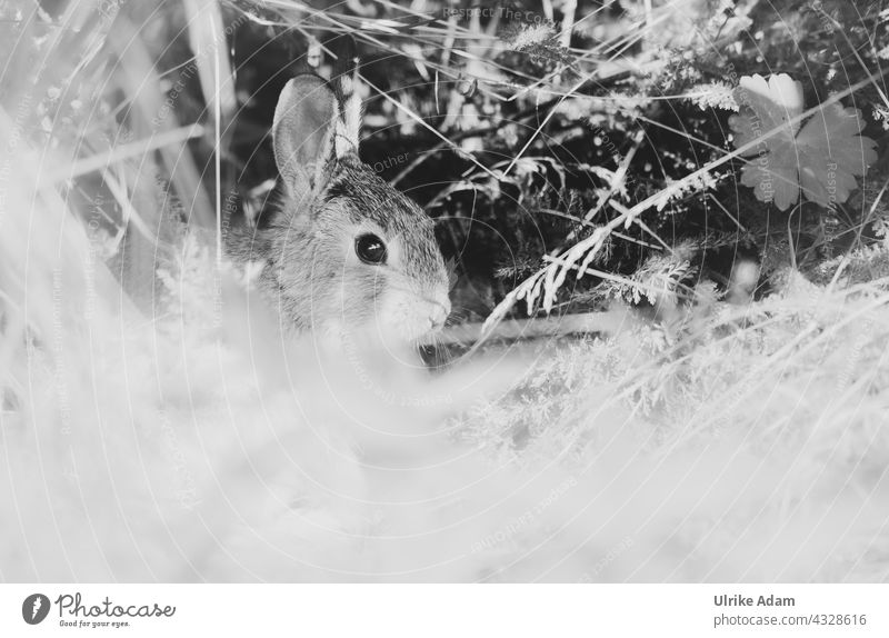Park Tour HH 2021 | Young Hare in the Park rabbit bunnies Easter Wild animal Animal Black & white photo Nature Hare & Rabbit & Bunny Easter Bunny Funny cute