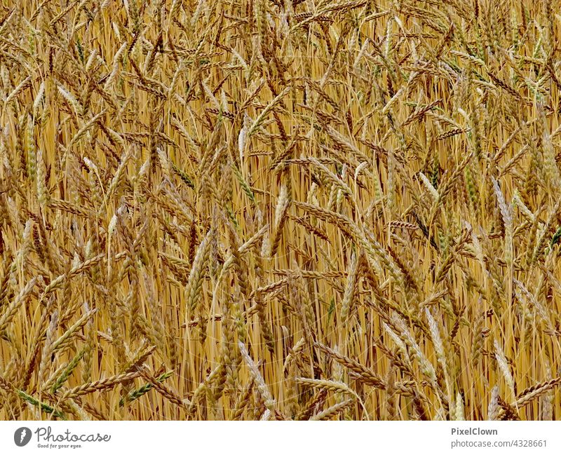 cereals Grain Ear of corn Plant Grain field Nature Agriculture Cornfield Food Agricultural crop Field Summer Deserted