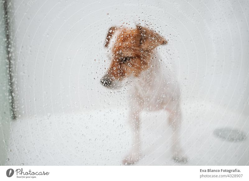 Dog Bubble Bath Royalty-Free Images, Stock Photos & Pictures