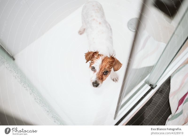 top view of cute wet jack russell dog standing in shower ready for bath time. Pets indoors at home drops water wash clean beautiful bathe health soap dry