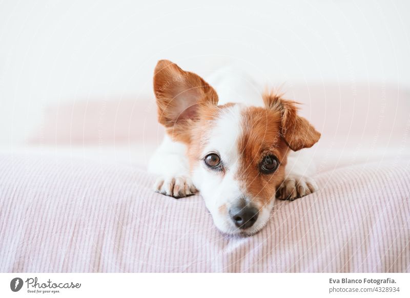 close up of cute lovely small jack russell dog resting on bed during daytime. Funny ear up. Pets indoors at home sleeping tired inside hiding recovery cozy