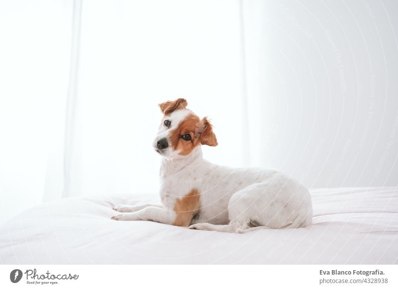 cute lovely small jack russell dog resting on bed during daytime. Pets indoors at home sleeping tired inside hiding recovery cozy domestic wake up funny relax