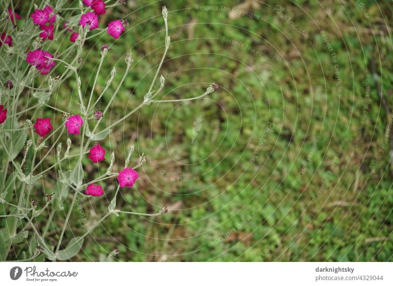 Strongly shining crown light carnation in a garden with meadow (Silene coronaria) Crowned Carnation cloves Blossom Colour photo Deserted White campion