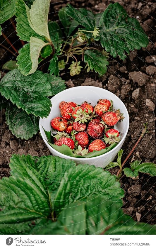 Sweet juicy fresh strawberries in a white bowl on a background of green leaves. Organic farmers food. Seasonal antioxidant and detox nutrient. Dieting cholesterol-free, low-calorie food. Vertical shot