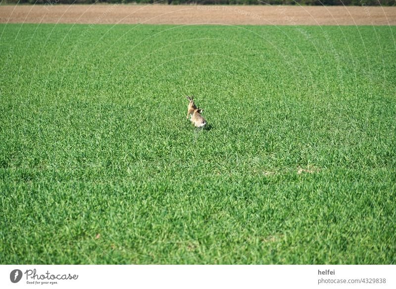 Wild hares fighting for territory in spring in a field rabbit turf war Hare & Rabbit & Bunny Field Exterior shot swift Rodent European hare Animal Colour photo