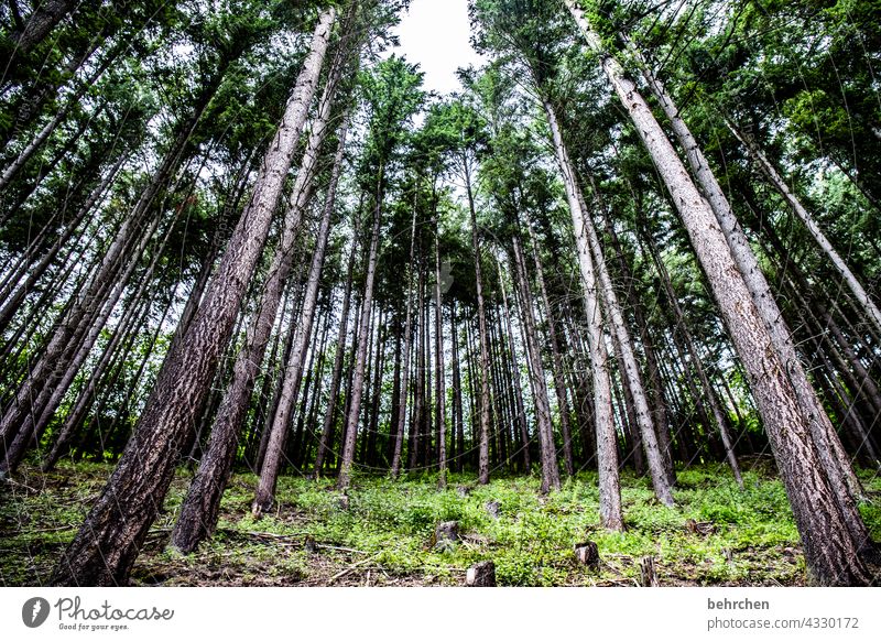 slanting trees Exterior shot Environment Forest Colour photo Landscape Nature Tree Tree trunk Coniferous forest Hunsrück Forestry Wood Plant