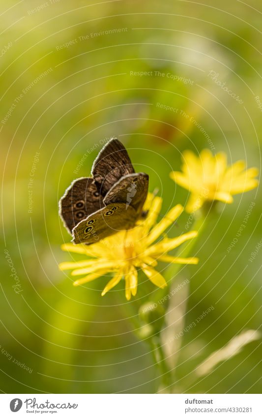 Macro shot of a brown butterfly on yellow flower aphantopus hyperantus Butterfly Chimney sweep Blossom Flower Nature Meadow blossom Nectar Judder