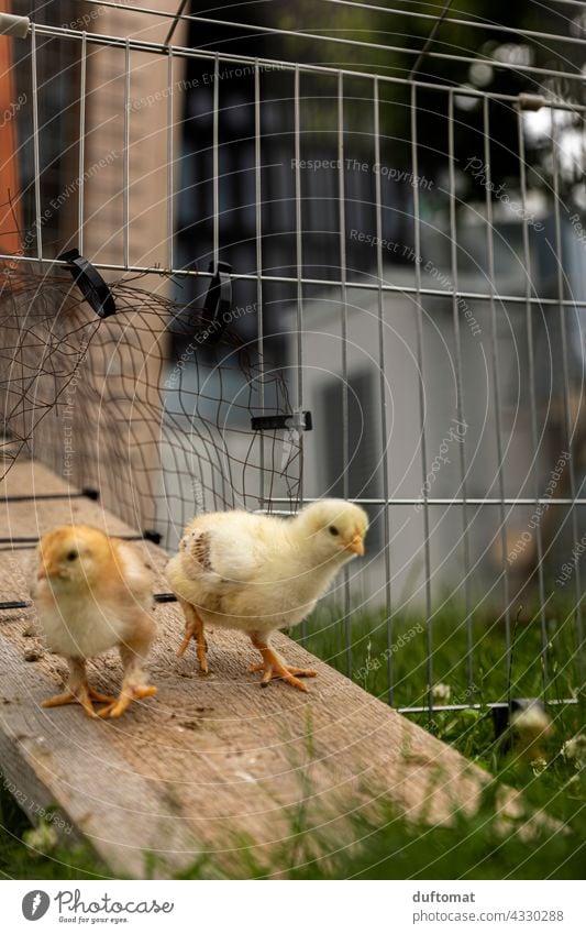 Two chickens chicks come out of the coop Chick fryers Small Child young generation Bird Animal Animal portrait Baby animal Farm animal Barn fowl Pet Poultry