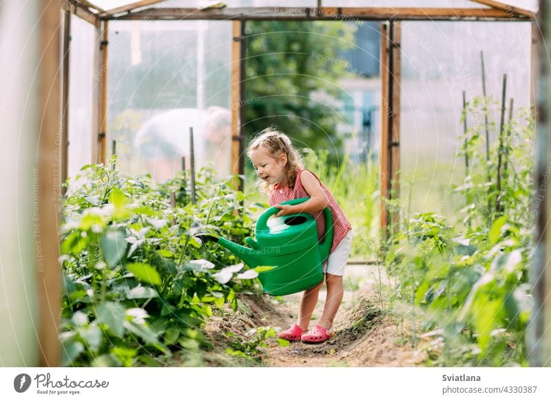 A cheerful baby with a watering can waters the plants in the greenhouse, helps to take care of them. Childhood, mother's assistant, plant care summer girl