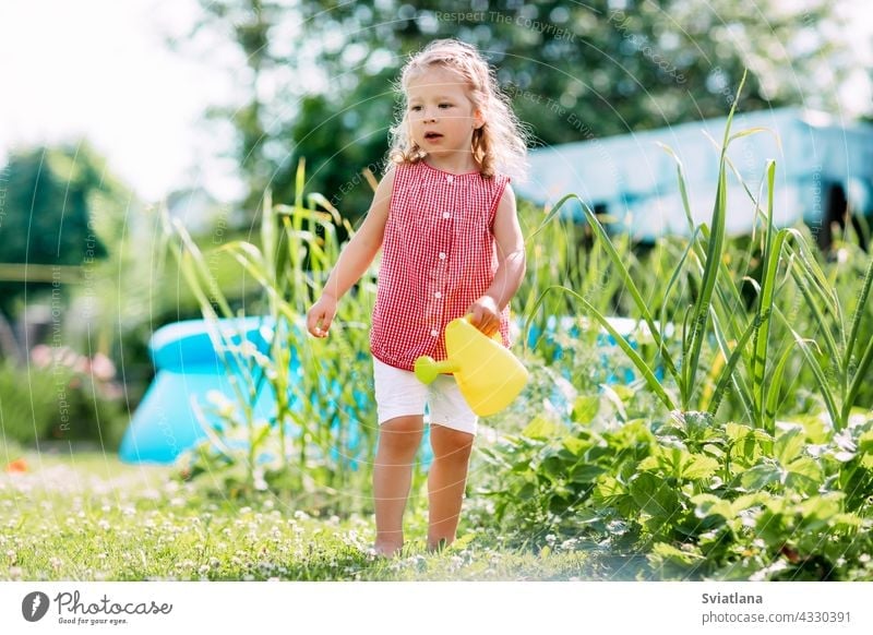 A charming baby is watering a strawberry bush in the garden from a children's toy watering can. Childhood, sun, summer, gardening childhood little girl smiling