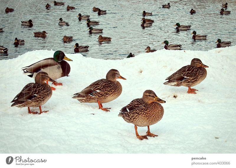 pool party Nature Winter Ice Frost Snow Park Lakeside Pond Wild animal Duck Mallard Group of animals Cool (slang) Friendliness Cold Movement Planning Twilight