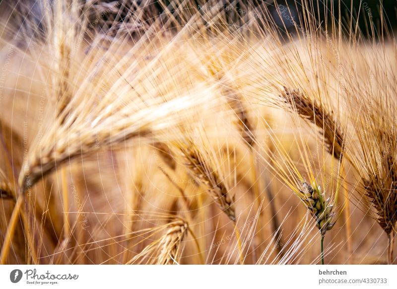 hairy Field Grain Oats Wheat Rye Barley Grain field Summer Agriculture Ear of corn Nature Cornfield Food Deserted Landscape Environment Agricultural crop Plant
