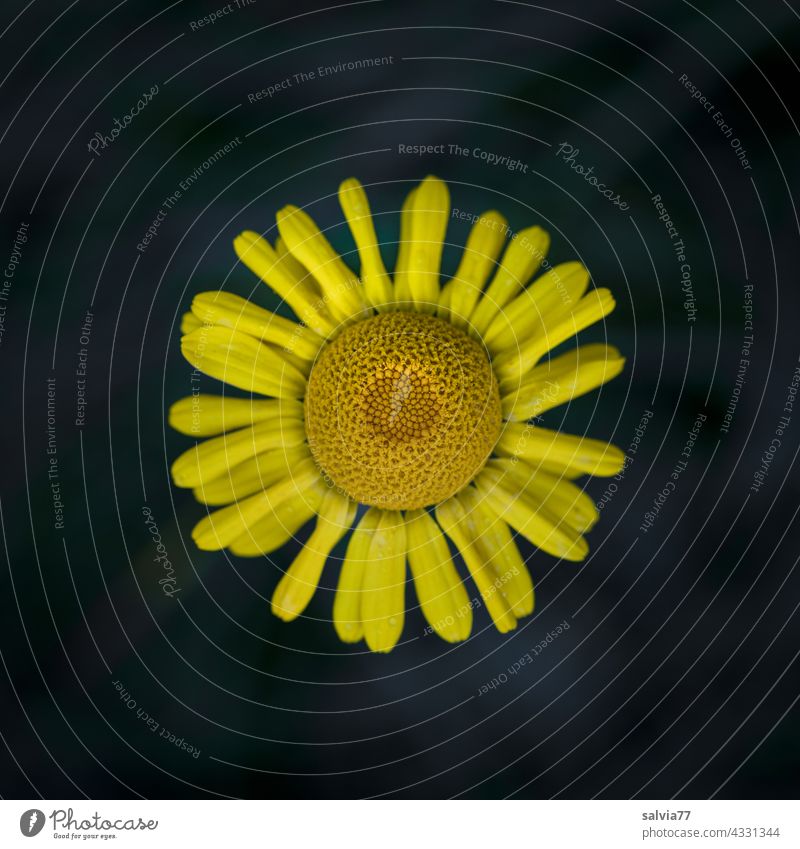 yellow basket flower of dyer's chamomile from bird's eye view, against black background Flower Yellow Blossom Contrast Dyer's camomile Macro (Extreme close-up)