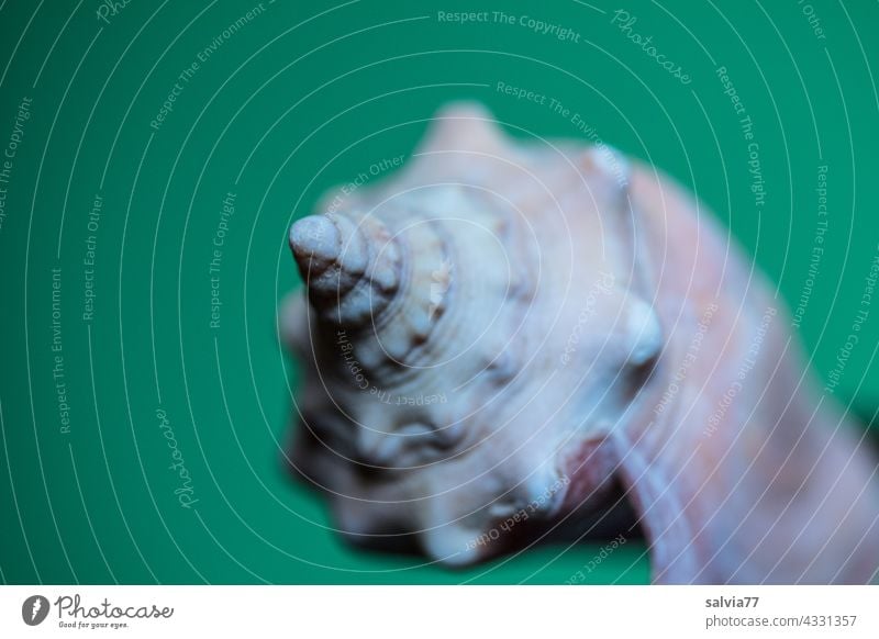 snail hat Sea slug Snail shell Crumpet Protection Structures and shapes Pattern Spiral Neutral Background Symmetry Deserted Isolated Image