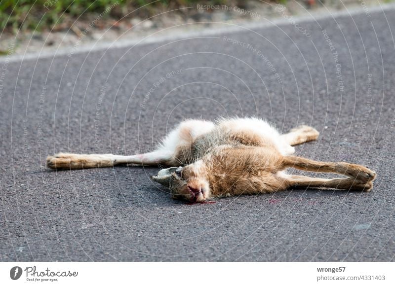 A dead rabbit hit by a car lies in the middle of a country road streets animal world run sb./sth. over wild rabbits Hare & Rabbit & Bunny Exterior shot Animal