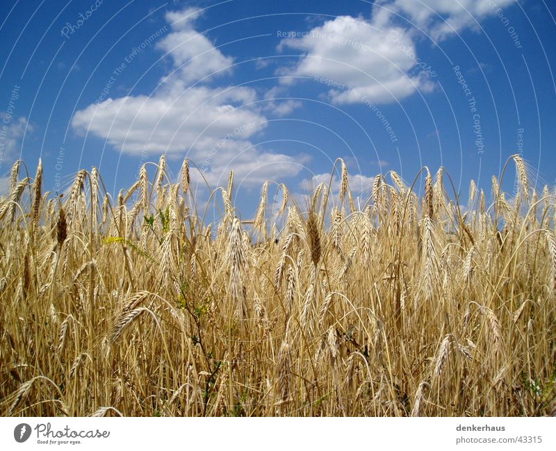 Barley in front of a blue sky Yellow Clouds Near Sky Blue Grain Landscape