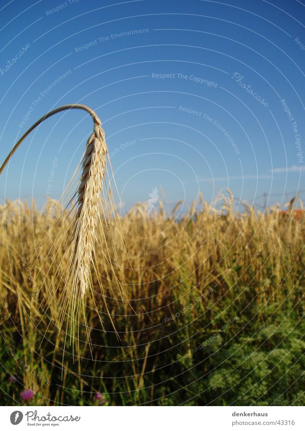 Barley very close Agriculture Field Near Yellow Brown Grain grain of barley Blue Sky