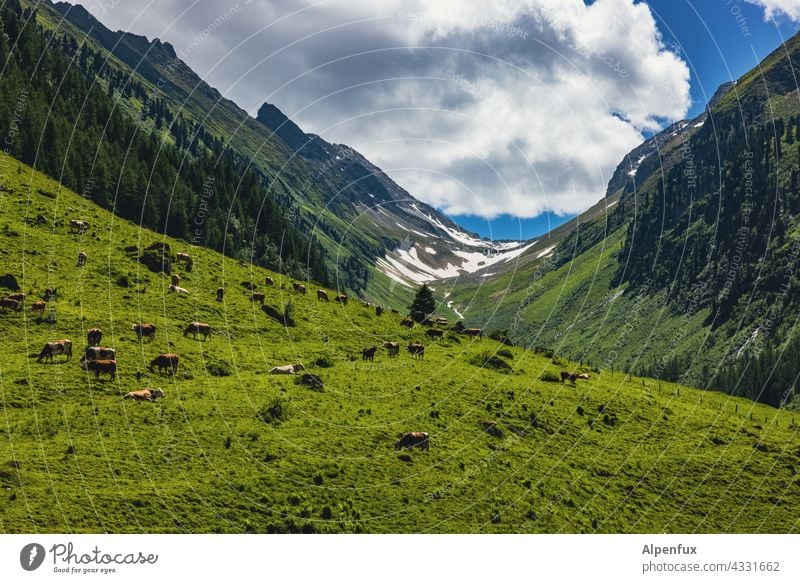 Passport control Mountain cows Cows in the pasture Meadow mountains Agriculture Nature Zillertal Zillertaler Alps Cattle Landscape Grass Animal Herd Summer