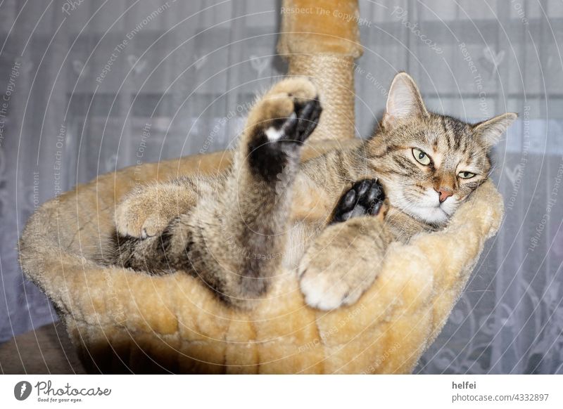 Cat relaxing in cat basket looking very relaxed Relaxation Contentment Sleep Lie Interior shot Safety (feeling of) Calm Animal portrait Pet Animal face