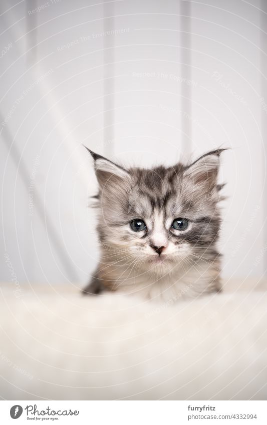 silver maine coon kittens