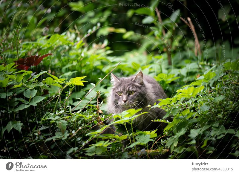 gray cat outdoors in green bushes observing free roaming nature garden front or backyard foliage longhair cat maine coon cat blue tabby feline fur fluffy