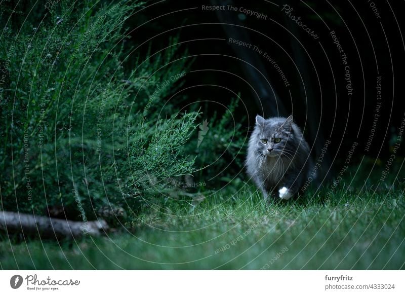 gray longhair cat on the prowl walking on meadow at night outdoors nature green pets free roaming maine coon cat blue tabby dawn one animal looking lawn grass