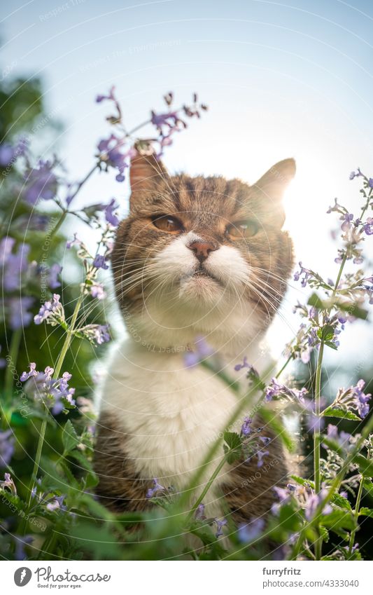 tabby white cat behind blossoming catnip plant outdoors in sunlight free roaming garden front or backyard green plants flowering plant bloom backlight
