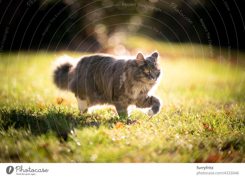 gray maine coon cat on the prowl walking on sunny meadow outdoors free roaming nature garden front or backyard green lawn grass sunlight backlight on the move