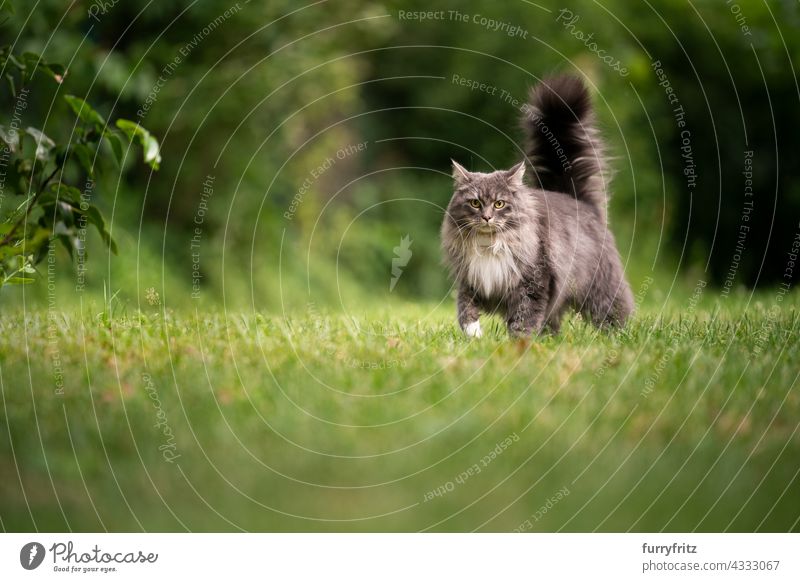 maine coon cat with fluffy tail outdoors in green back yard free roaming nature garden front or backyard lawn meadow grass longhair cat blue tabby gray feline